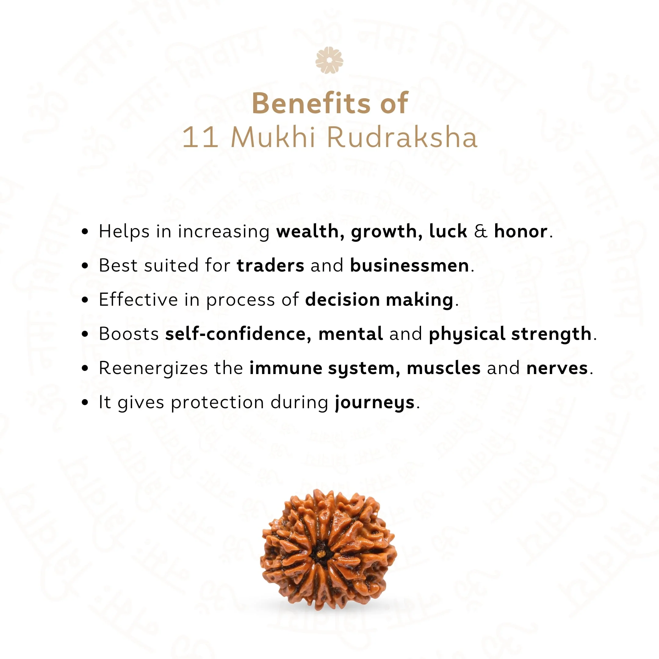 11 Mukhi Rudraksha ( Nepali ) - Image 3