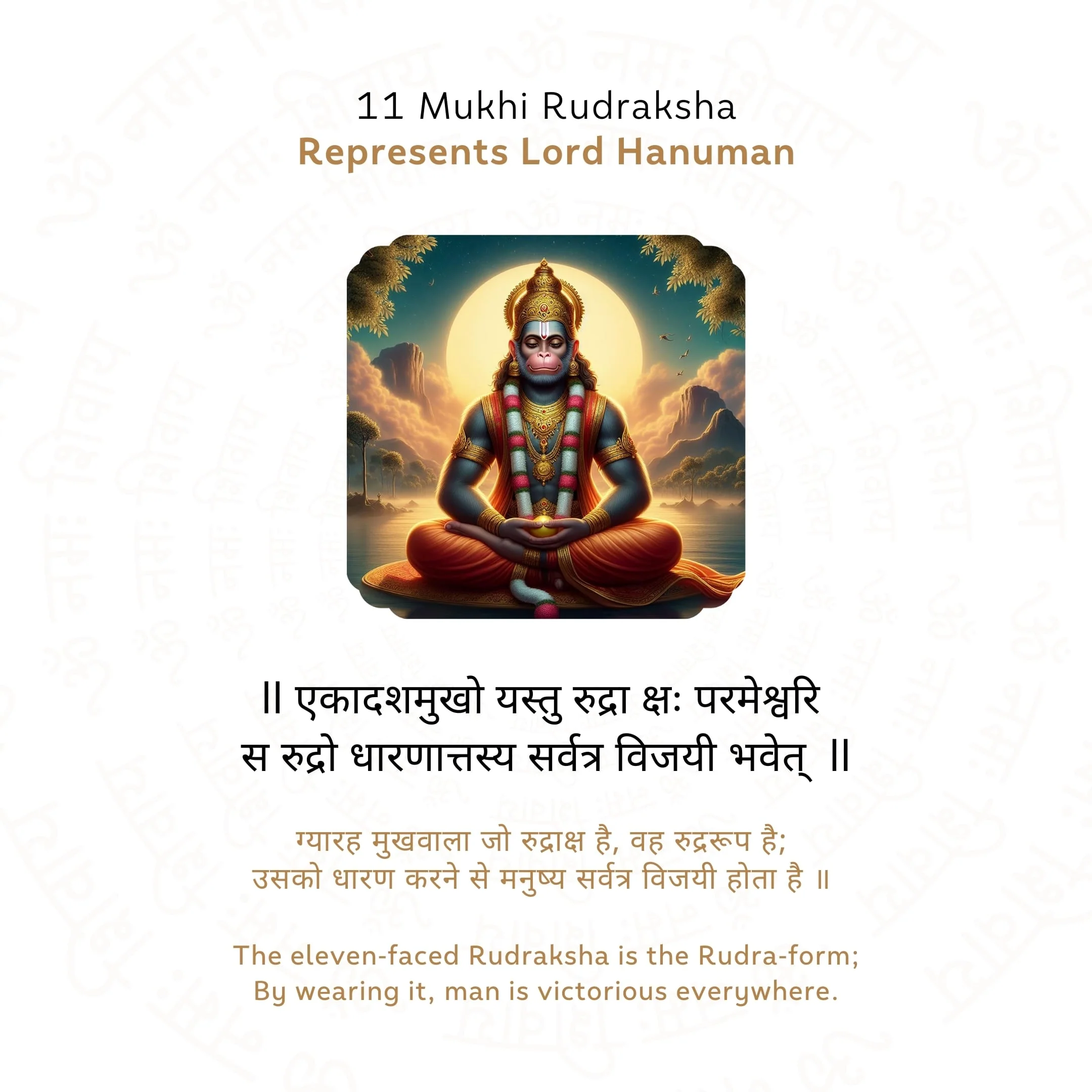 11 Mukhi Rudraksha ( Nepali ) - Image 4