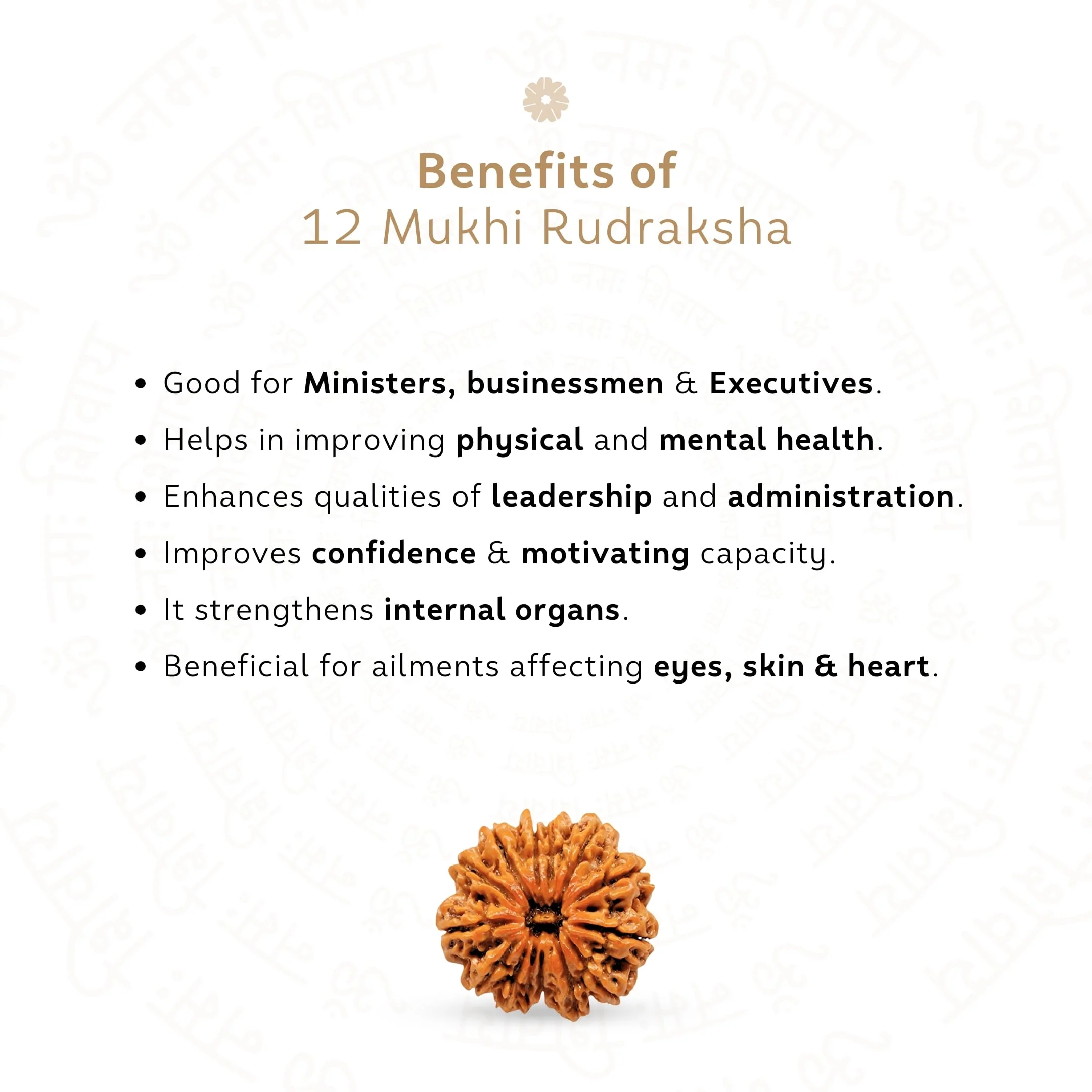 12 Mukhi Rudraksha ( Nepali ) - Image 3