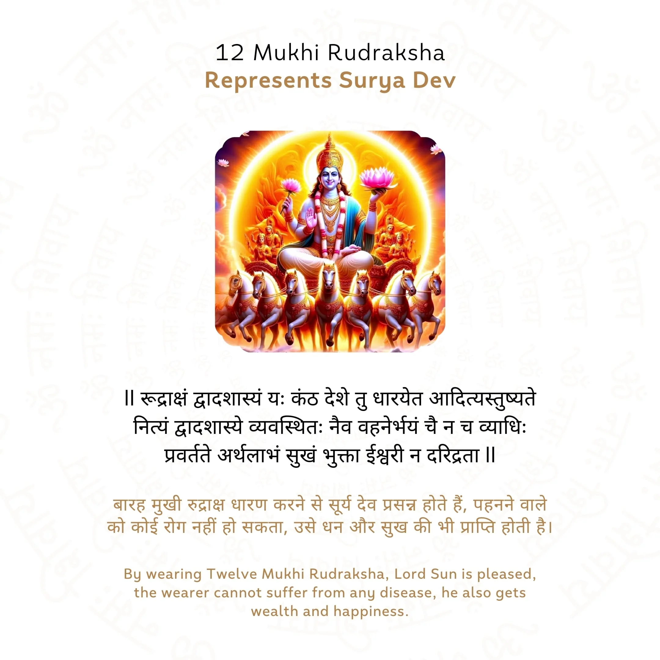 12 Mukhi Rudraksha ( Nepali ) - Image 4