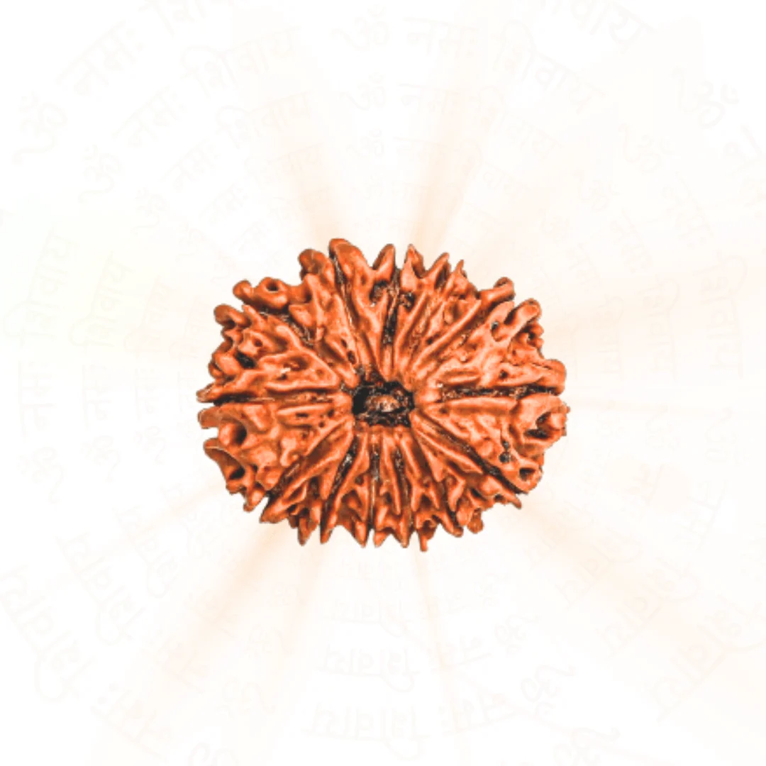 13 Mukhi Rudraksha (Nepali) - Image 2