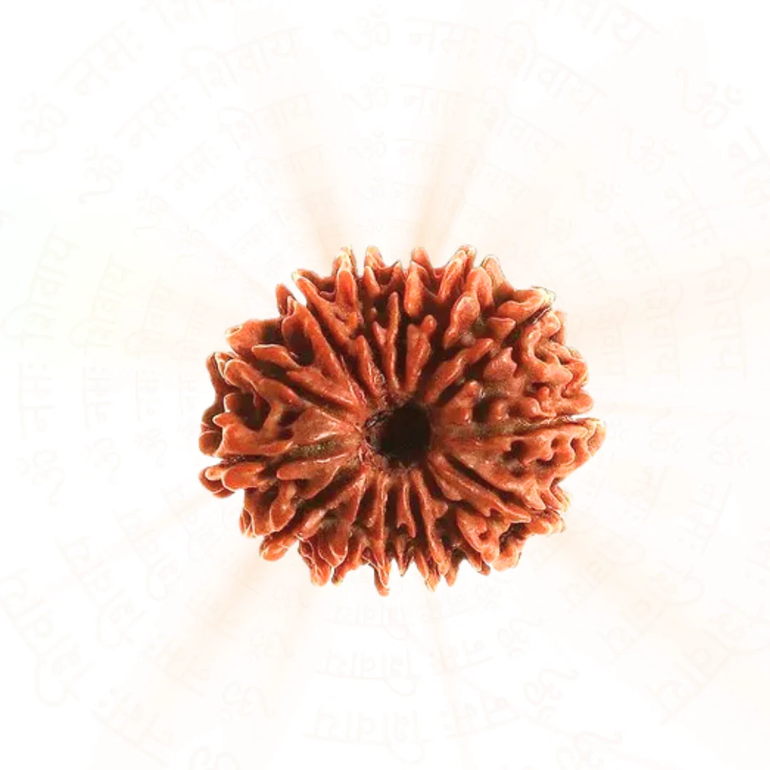 14 Mukhi Rudraksha (Nepali) - Image 2