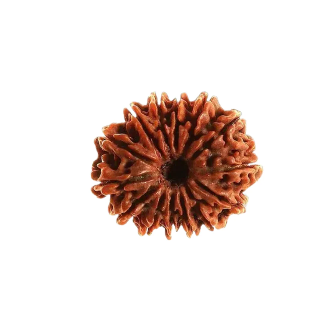 14 Mukhi Rudraksha (Nepali) - Image 6