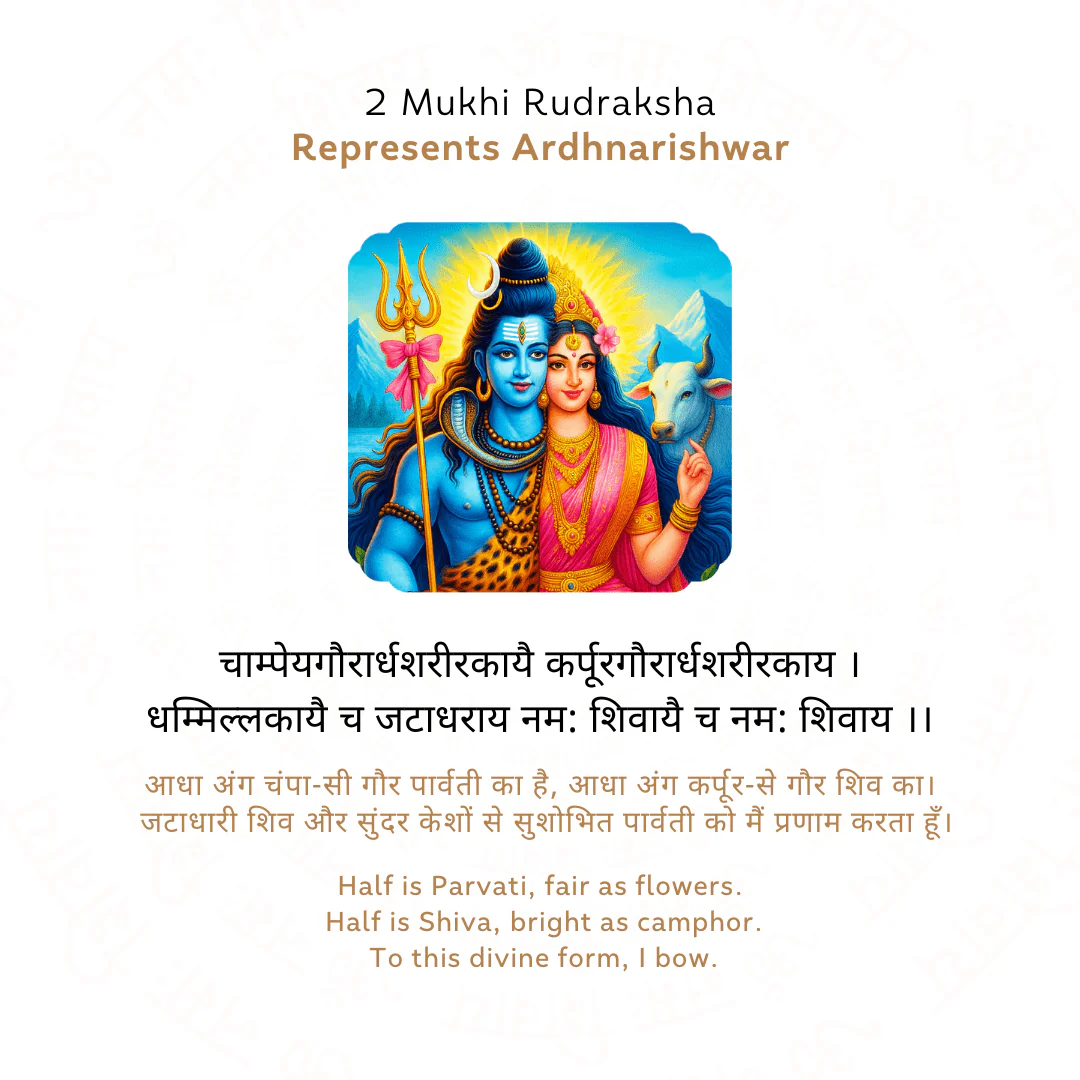 2 Mukhi Rudraksha (Nepali) - Image 4