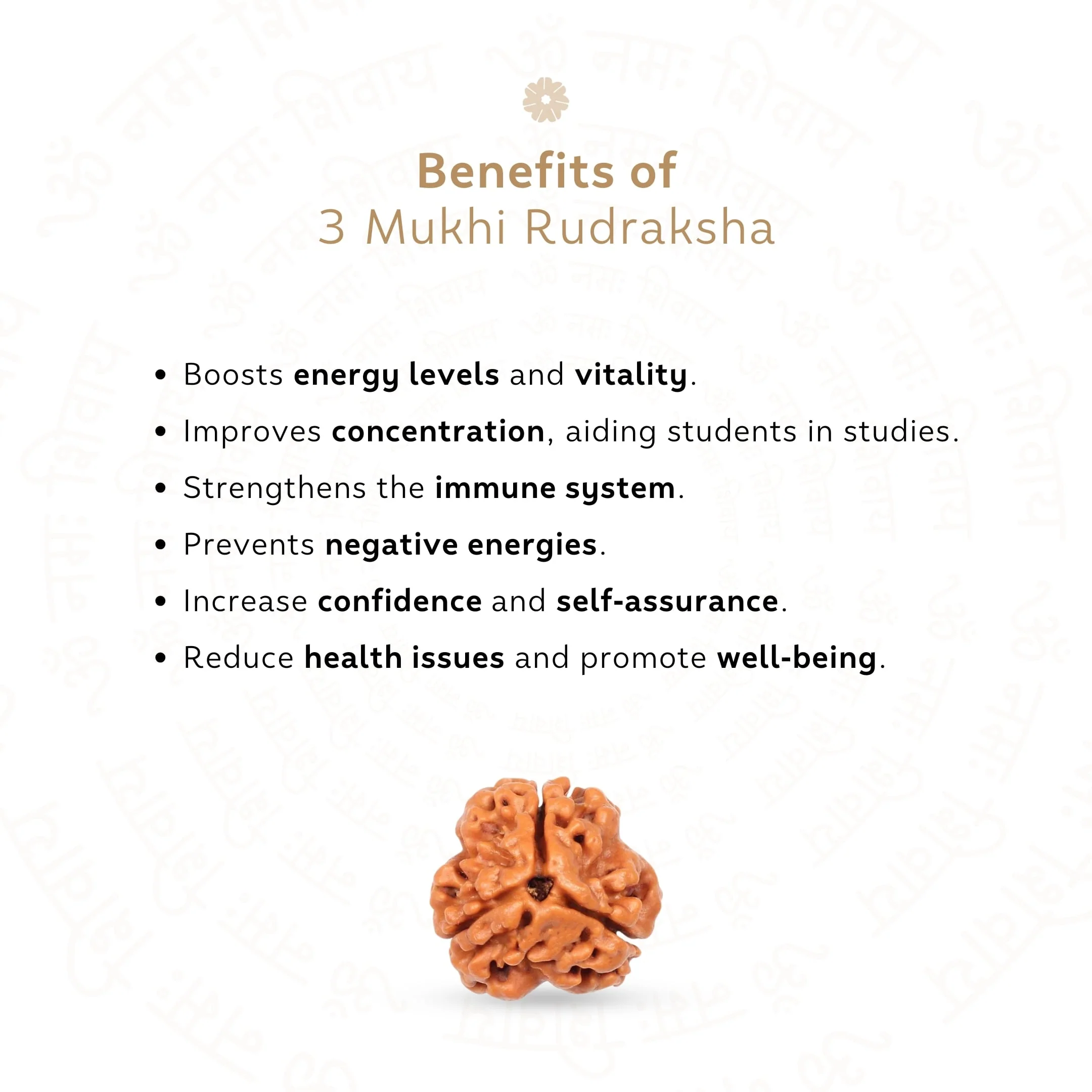 3 Mukhi Rudraksha ( Nepali ) - Image 3