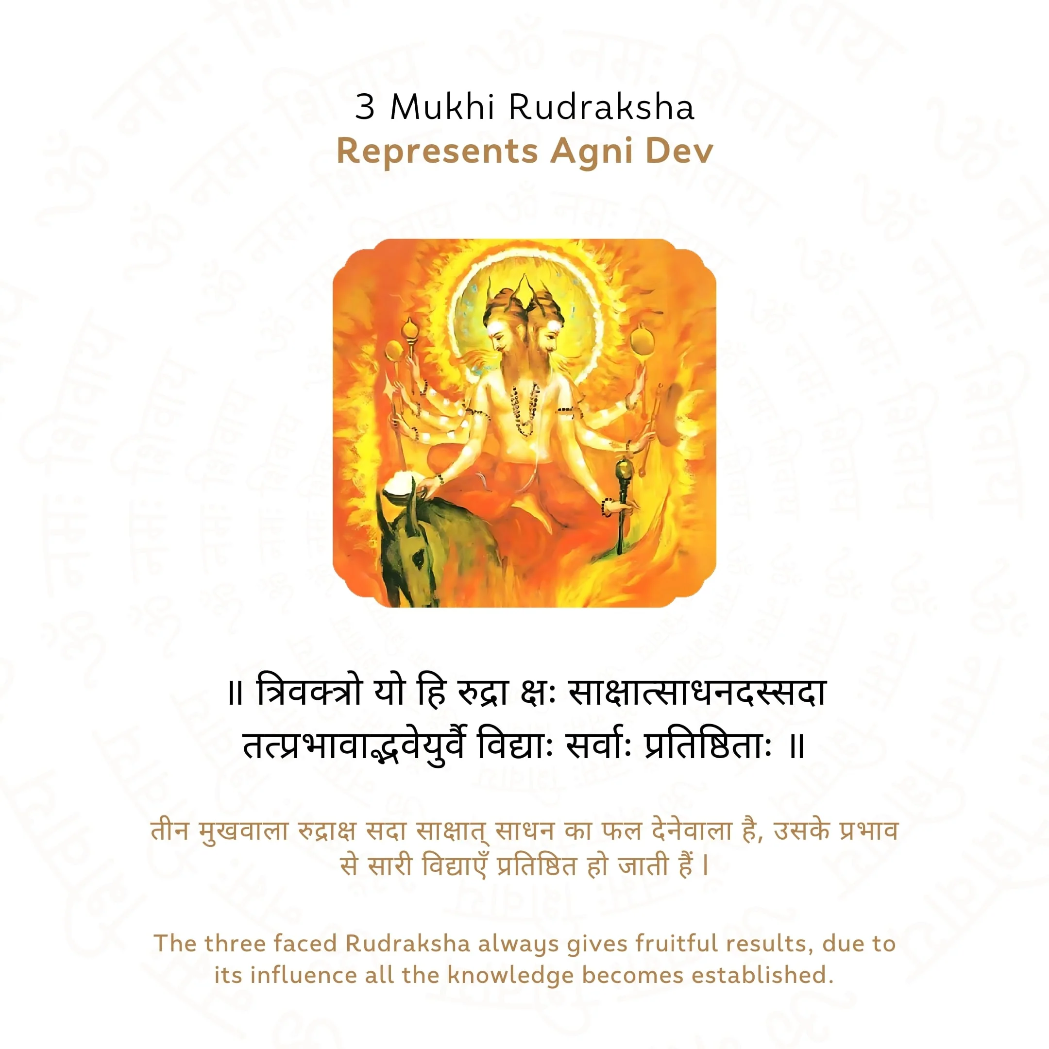 3 Mukhi Rudraksha ( Nepali ) - Image 4