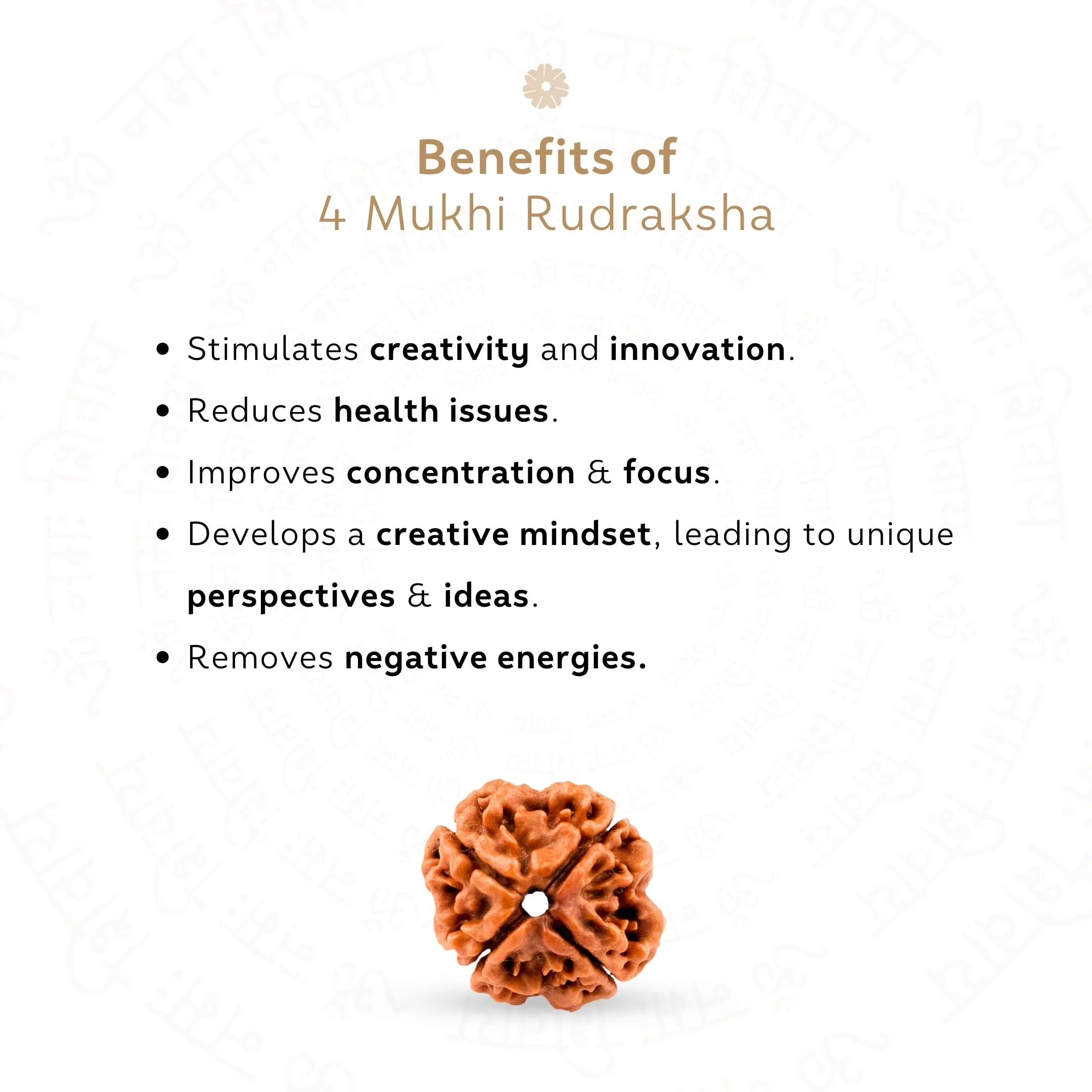 4 Mukhi Rudraksha ( Nepali ) - Image 3