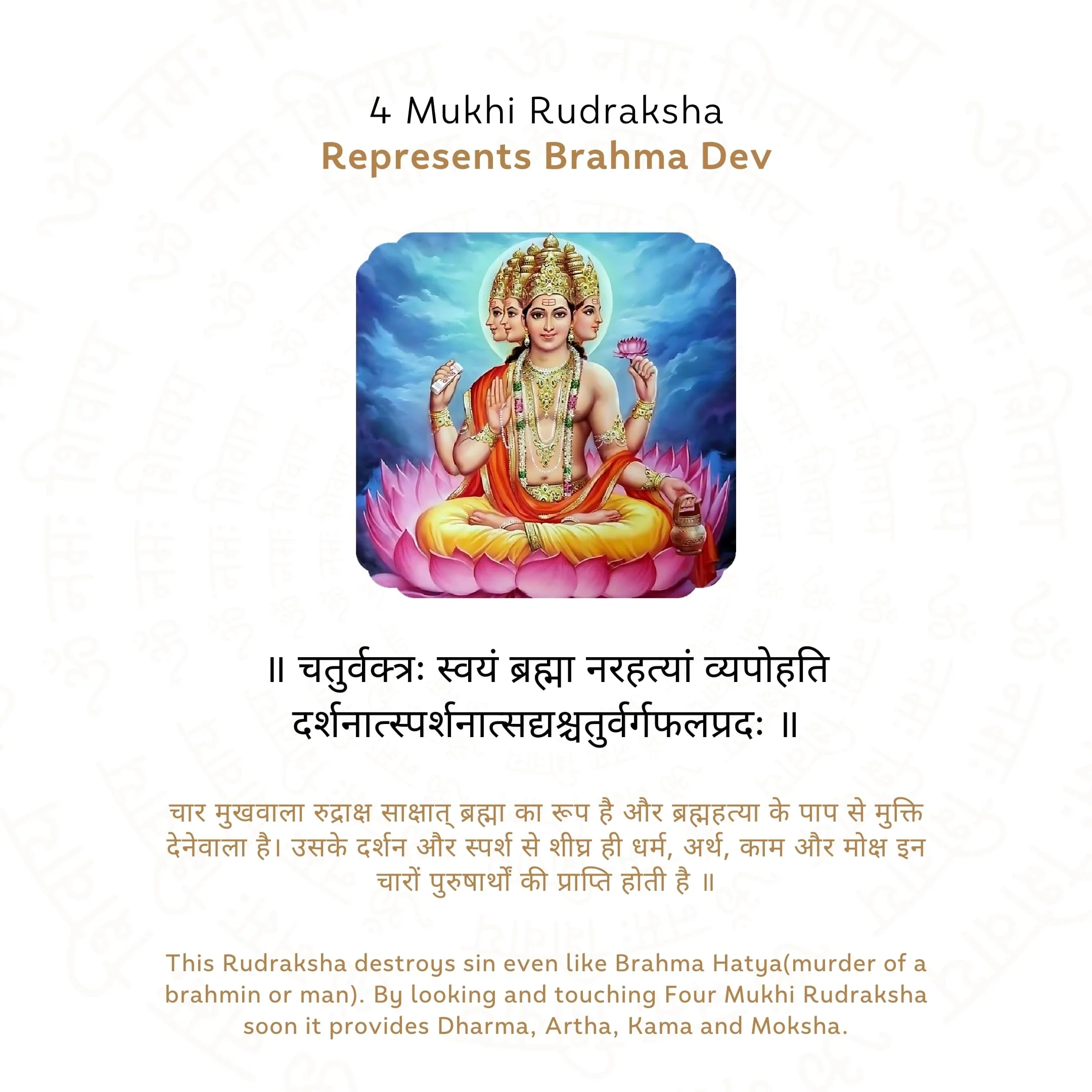 4 Mukhi Rudraksha ( Nepali ) - Image 4