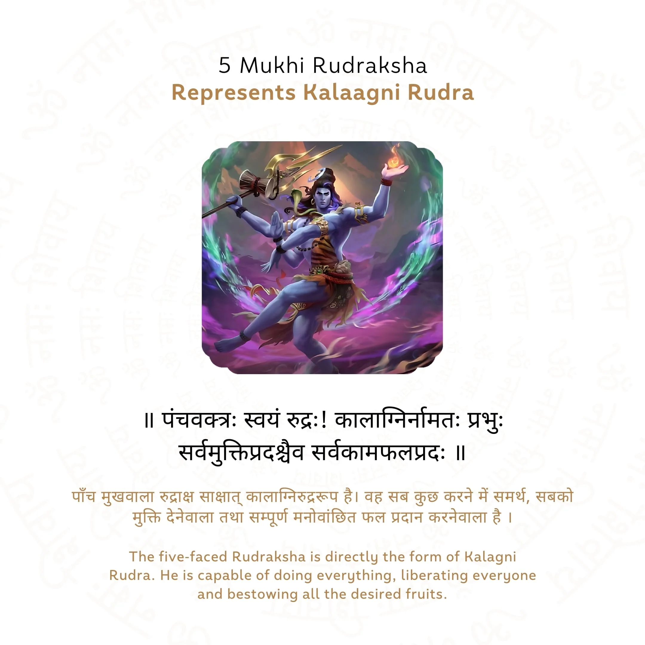 Buy Orignal 5 Mukhi Rudraksha ( Nepali ) Online at Best Price - Image 4