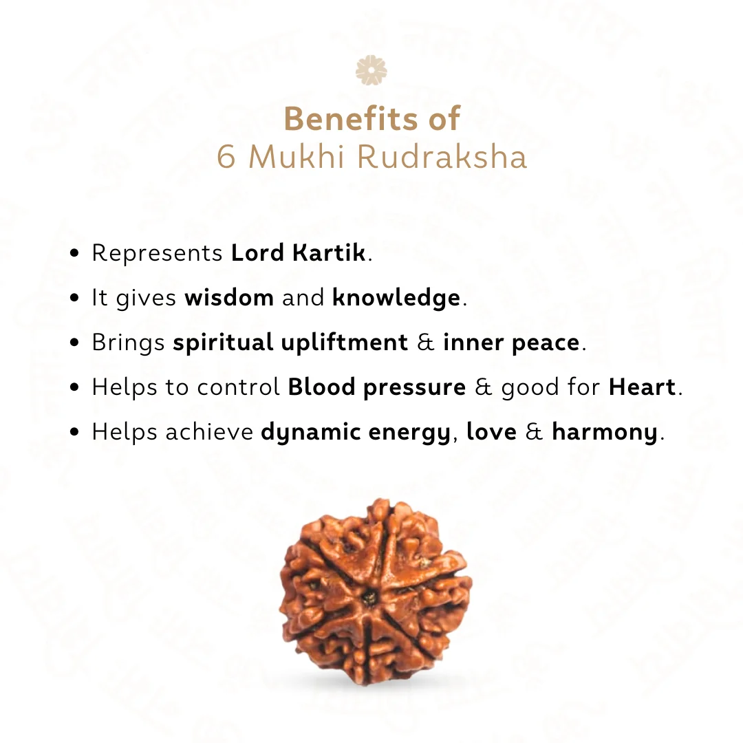 6 Mukhi Rudraksha ( Nepali ) - Image 3