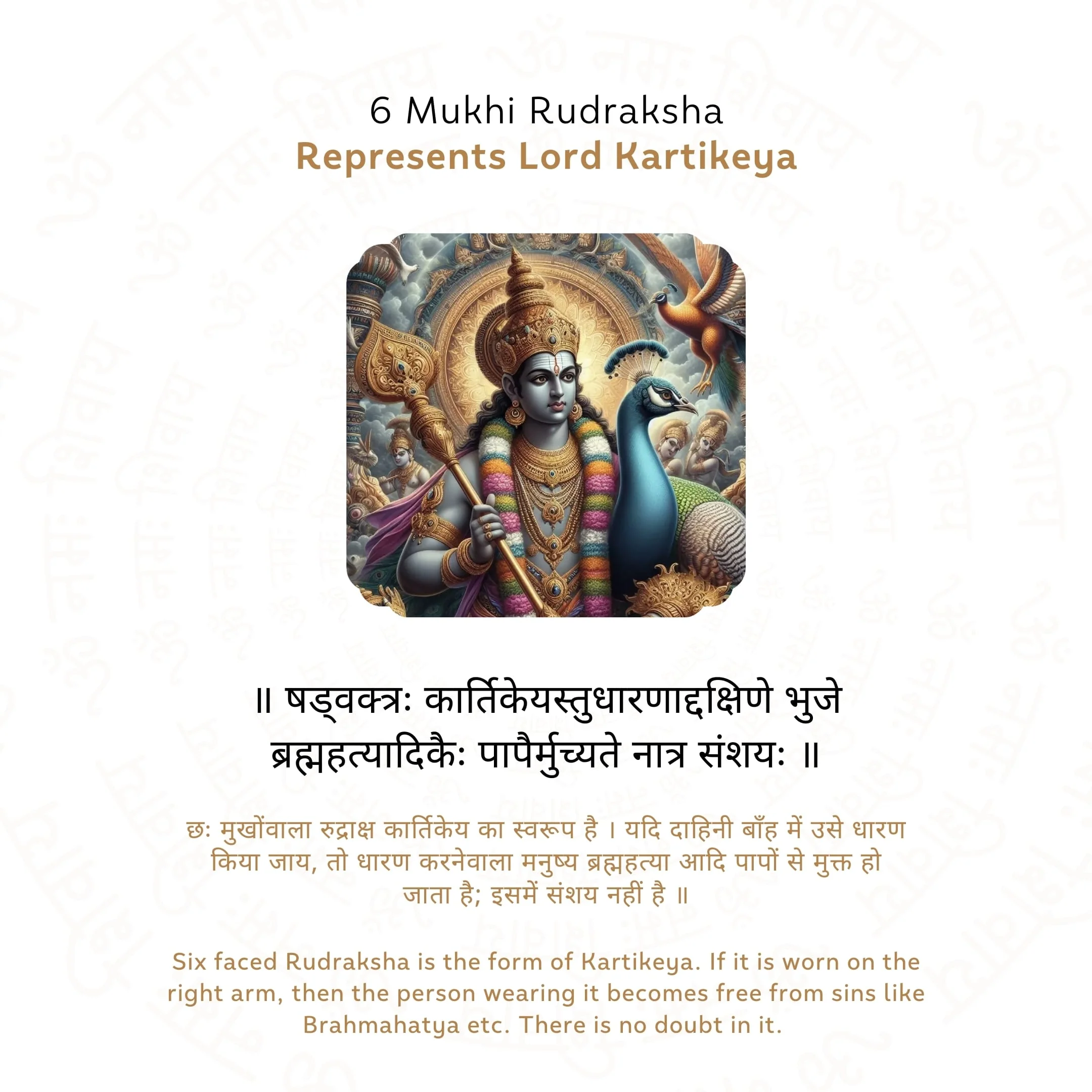 6 Mukhi Rudraksha ( Nepali ) - Image 4