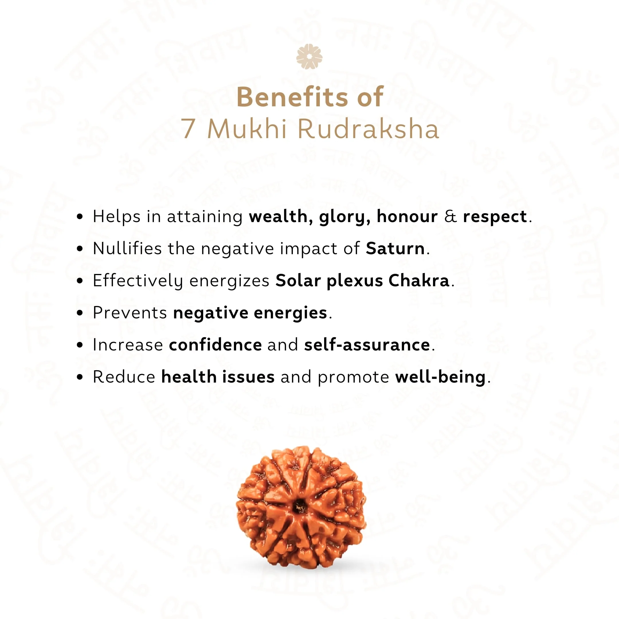 7 Mukhi Rudraksha ( Nepali ) - Image 3