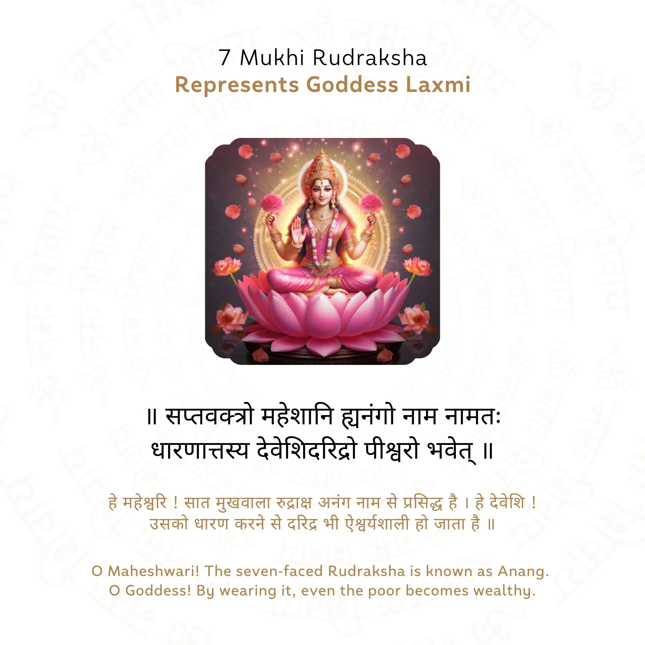 7 Mukhi Rudraksha ( Nepali ) - Image 4