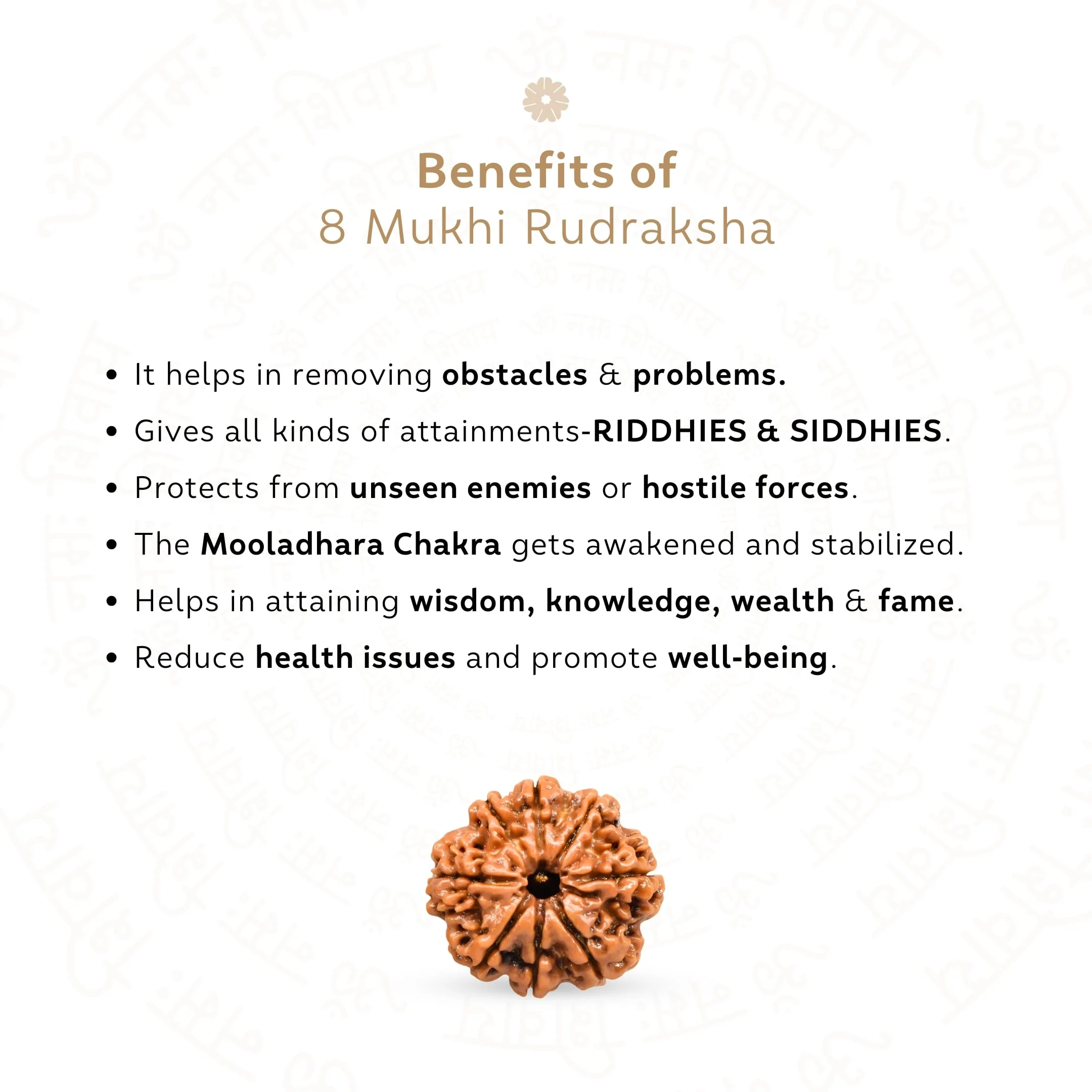 8 Mukhi Rudraksha ( Nepali ) - Image 3