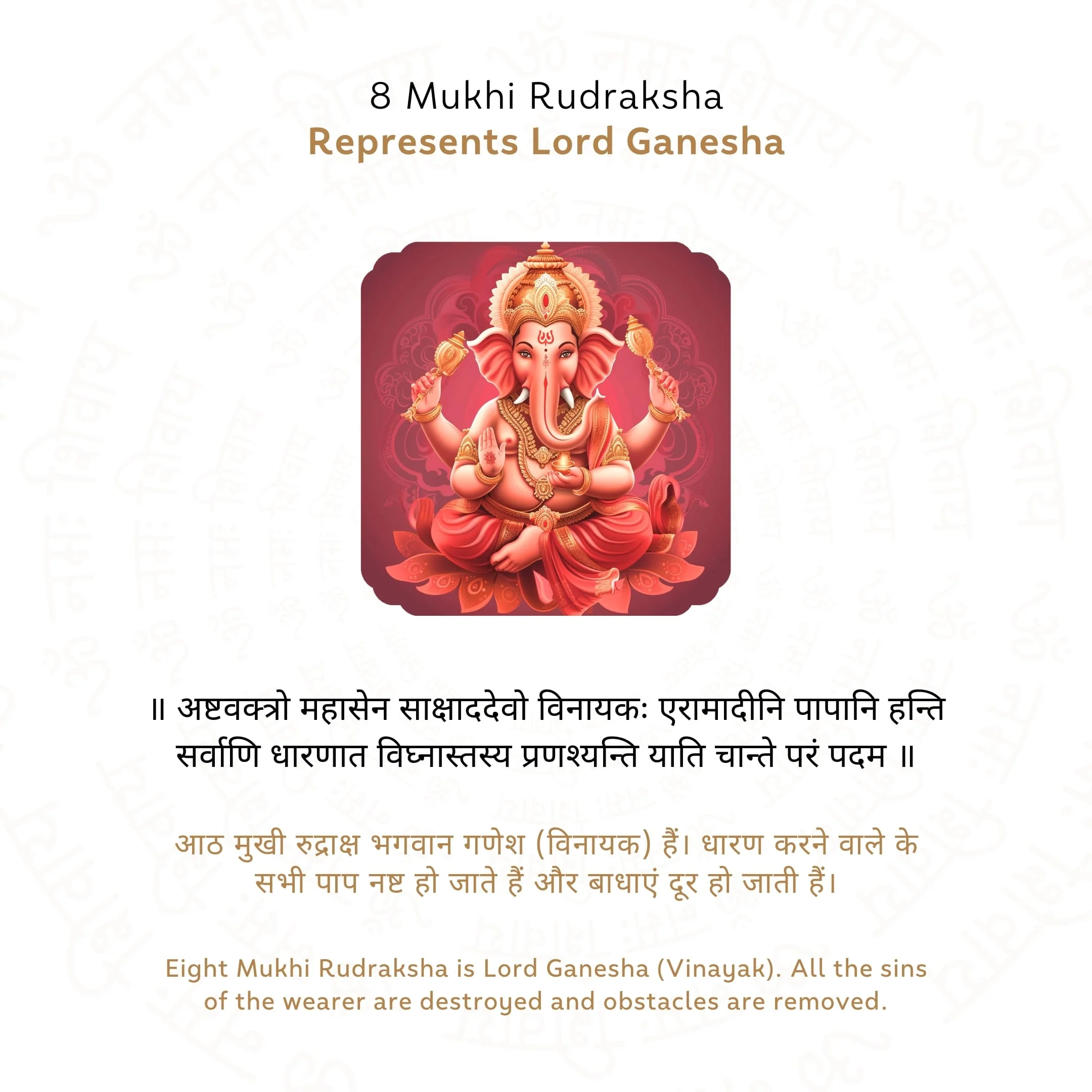 8 Mukhi Rudraksha ( Nepali ) - Image 4