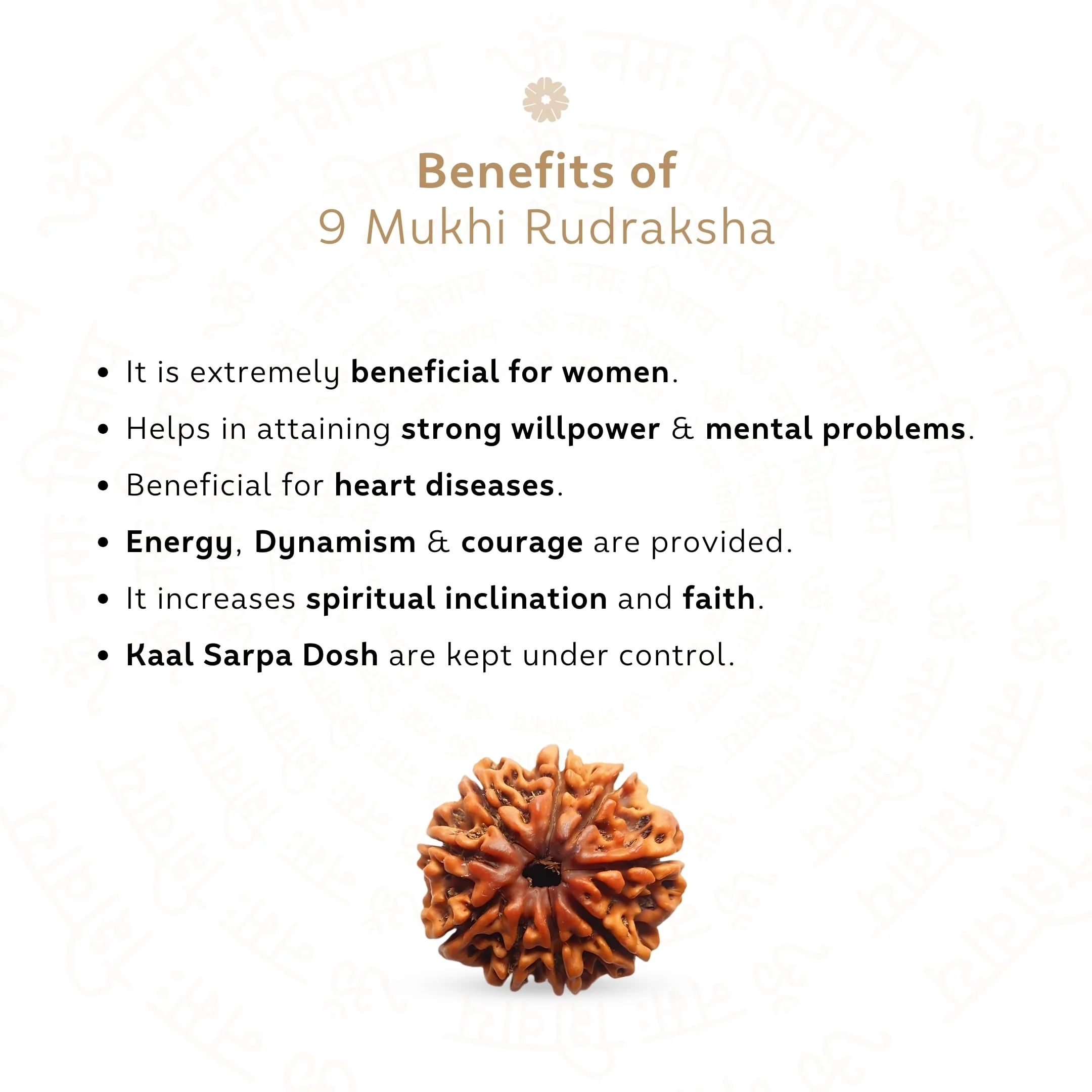 9 Mukhi Rudraksha ( Nepali ) - Image 3