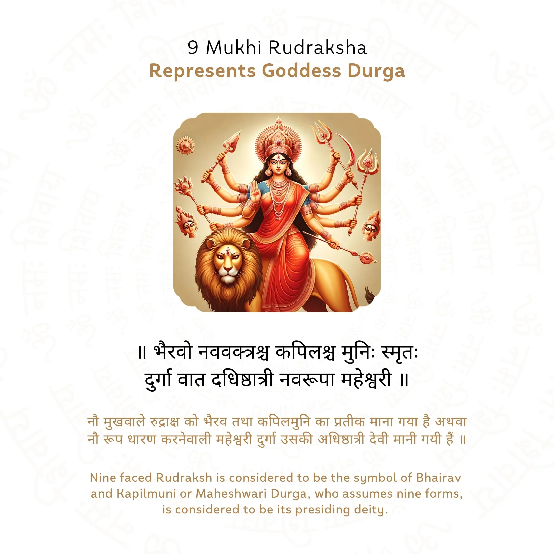 9 Mukhi Rudraksha ( Nepali ) - Image 4