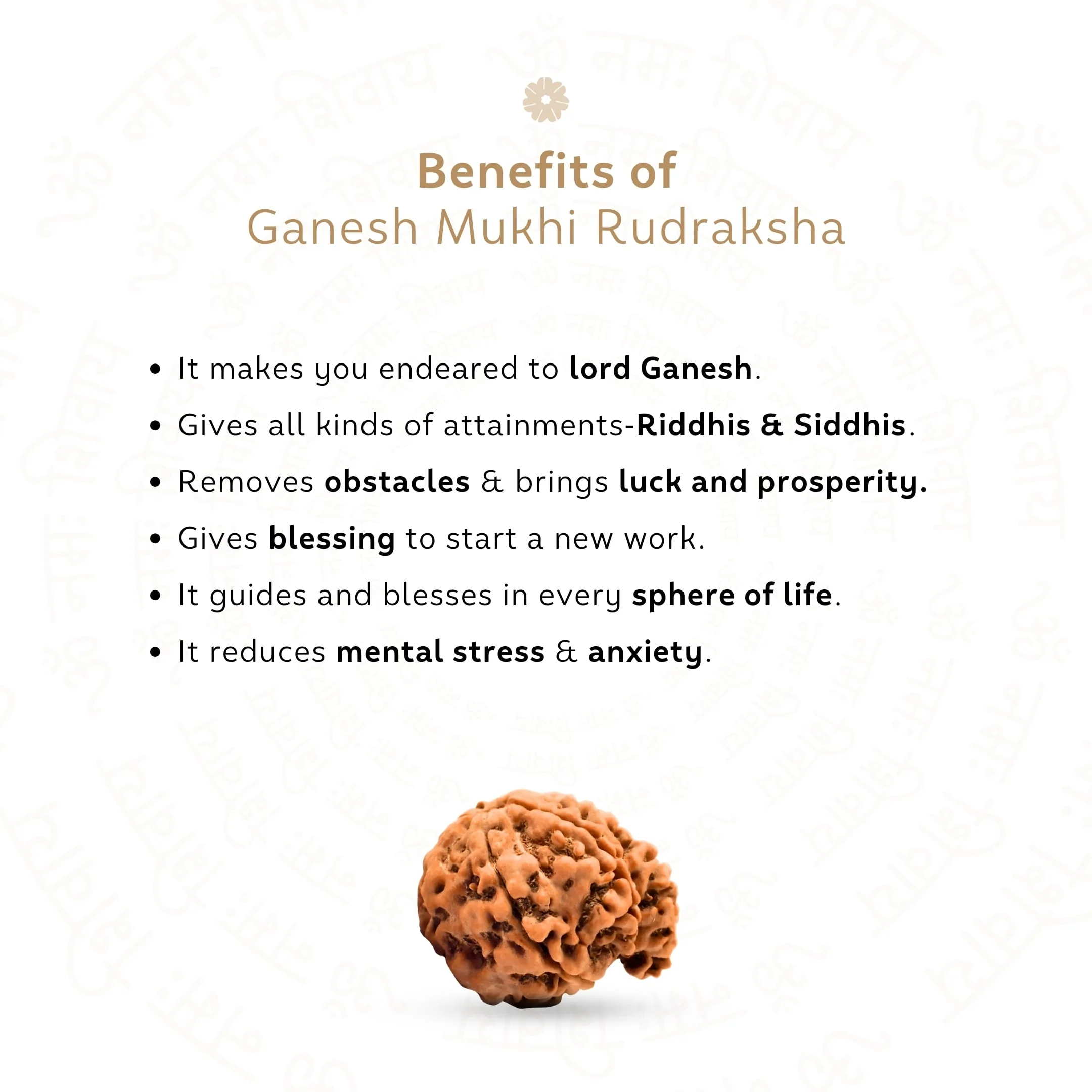 Ganesh Mukhi Rudraksha (Nepali) - Image 3