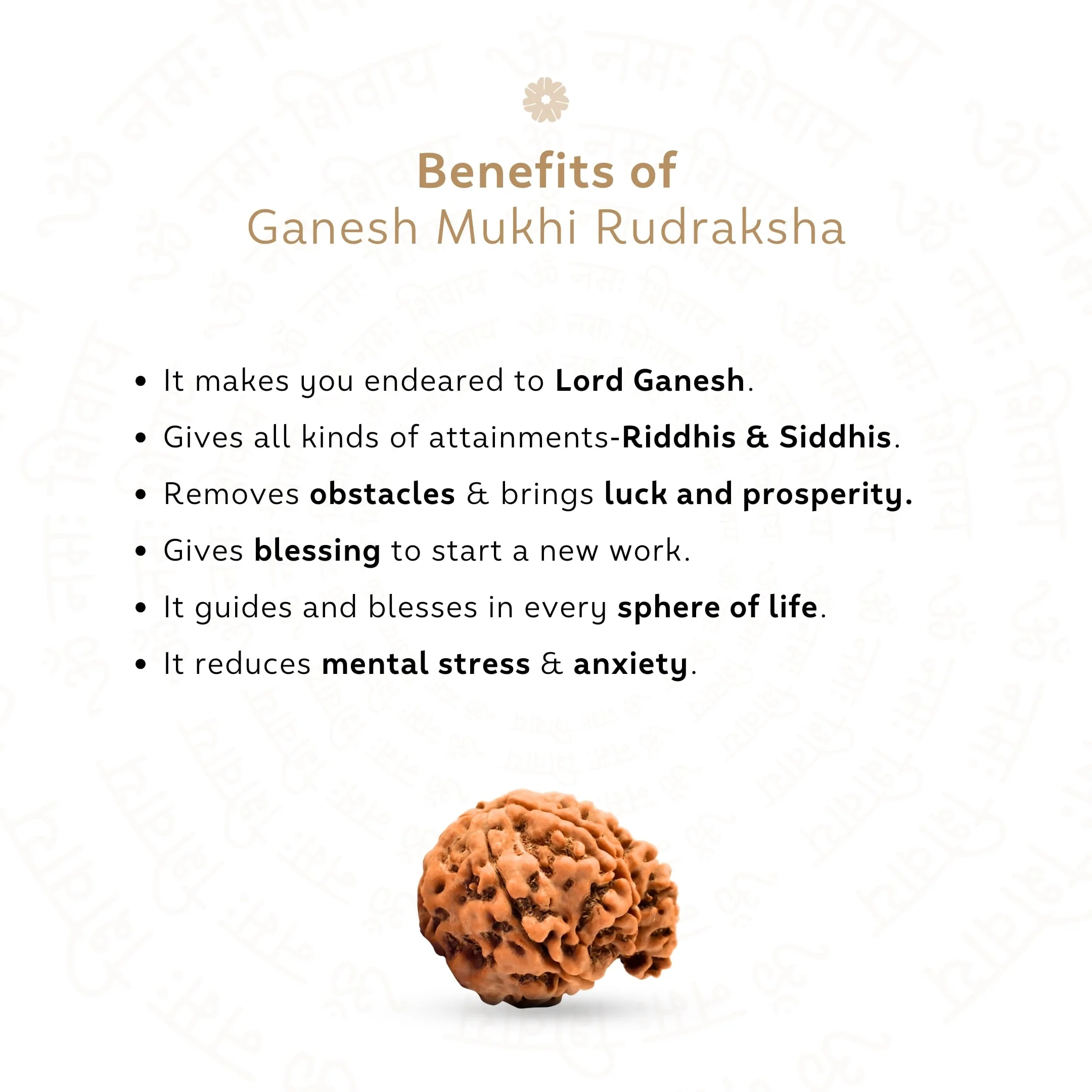 Ganesh 6 Mukhi Rudraksha (Nepali) - Image 3
