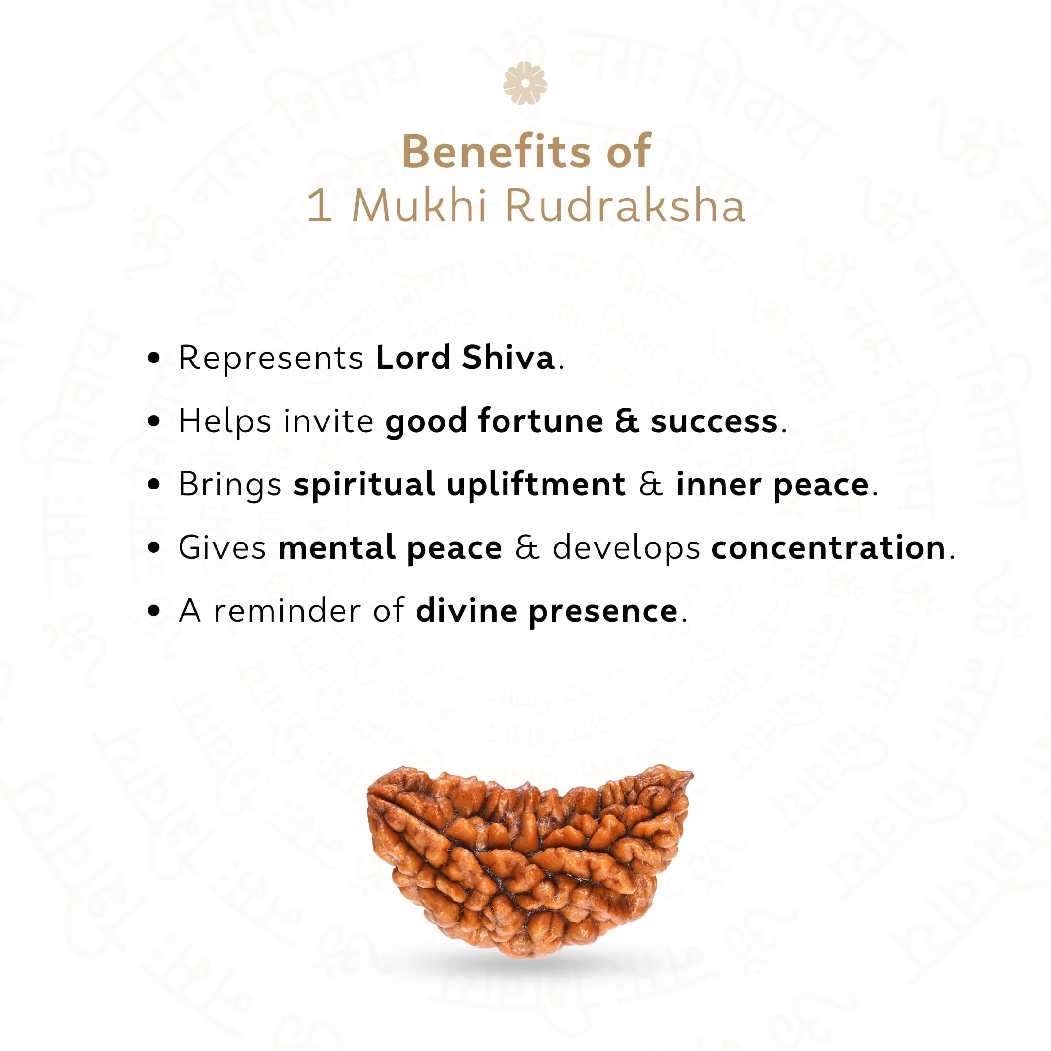 Premium 1 Mukhi Rudraksha - Image 3