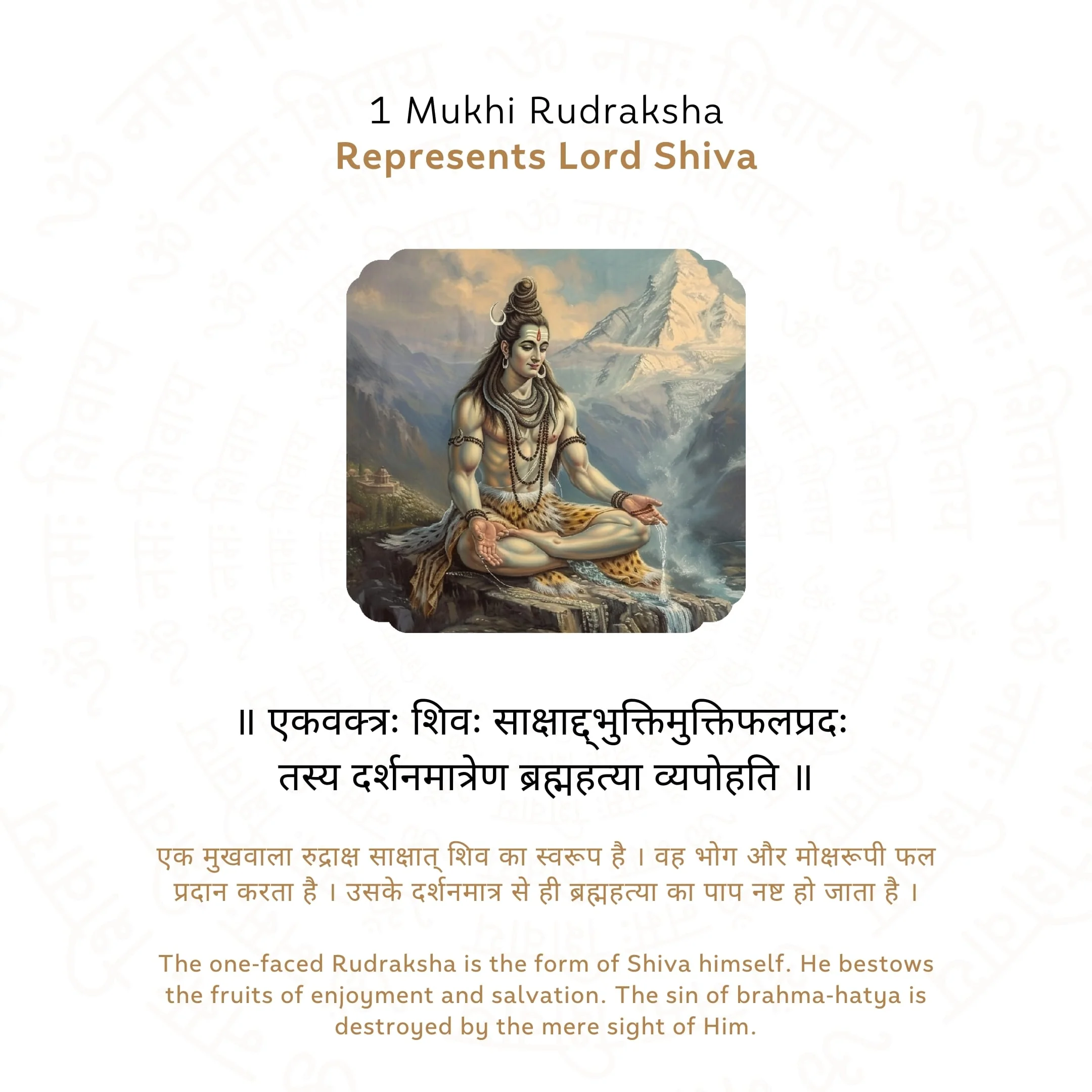 Premium 1 Mukhi Rudraksha - Image 4