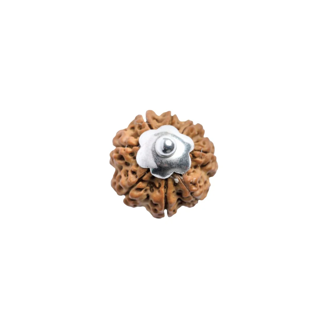 8 Mukhi Rudraksha Silver Capping Pendant ( Nepali ) - Image 4